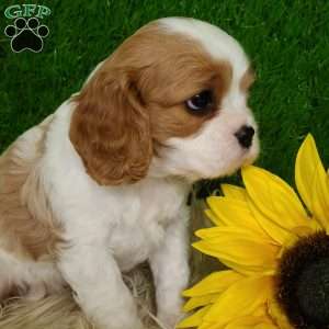 SELENA, Cavalier King Charles Spaniel Puppy