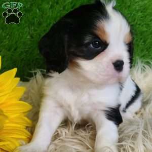 SAMSON, Cavalier King Charles Spaniel Puppy