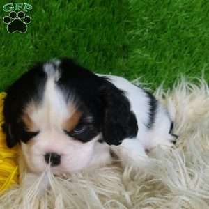 SAMSON, Cavalier King Charles Spaniel Puppy