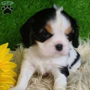 SAMSON, Cavalier King Charles Spaniel Puppy