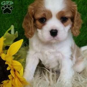 SELENA, Cavalier King Charles Spaniel Puppy