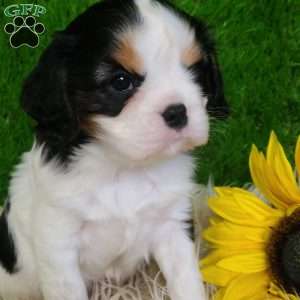 SAMSON, Cavalier King Charles Spaniel Puppy