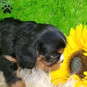 SHARLA, Cavalier King Charles Spaniel Puppy