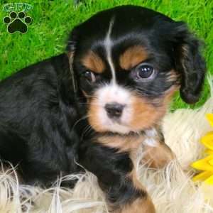 SHARLA, Cavalier King Charles Spaniel Puppy