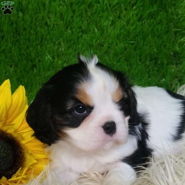 SAMSON, Cavalier King Charles Spaniel Puppy