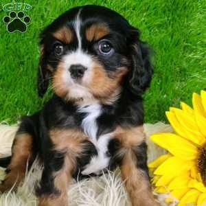 SHARLA, Cavalier King Charles Spaniel Puppy