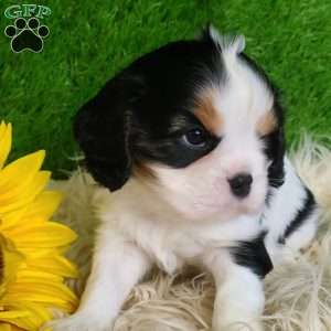 SAMSON, Cavalier King Charles Spaniel Puppy