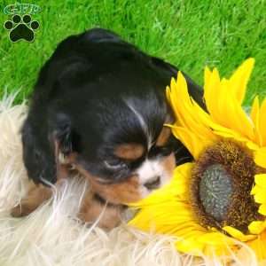 SHARLA, Cavalier King Charles Spaniel Puppy