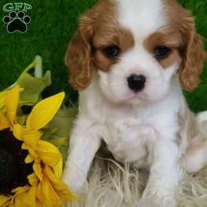 SELENA, Cavalier King Charles Spaniel Puppy