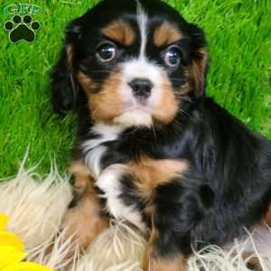 SHARLA, Cavalier King Charles Spaniel Puppy