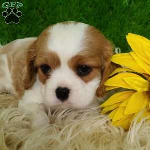 SELENA, Cavalier King Charles Spaniel Puppy