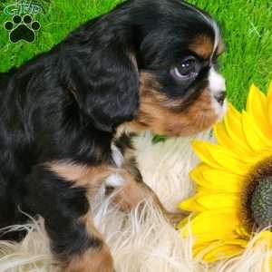 SHARLA, Cavalier King Charles Spaniel Puppy