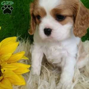 SELENA, Cavalier King Charles Spaniel Puppy