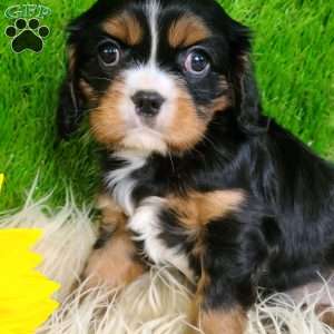 SHARLA, Cavalier King Charles Spaniel Puppy