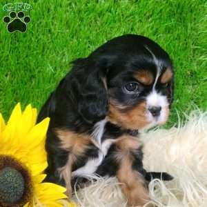 SHARLA, Cavalier King Charles Spaniel Puppy