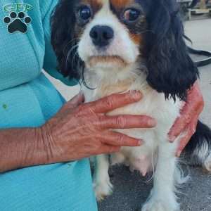SAMSON, Cavalier King Charles Spaniel Puppy