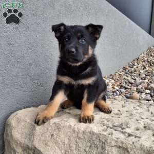Phoebe, German Shepherd Puppy