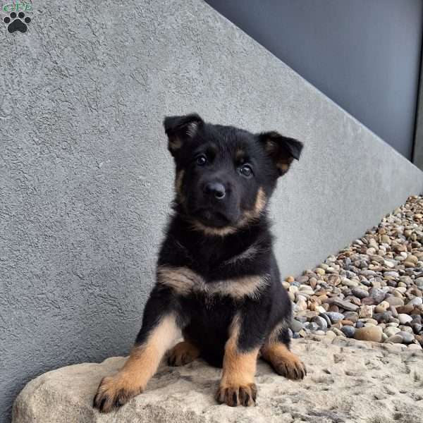 Phoebe, German Shepherd Puppy