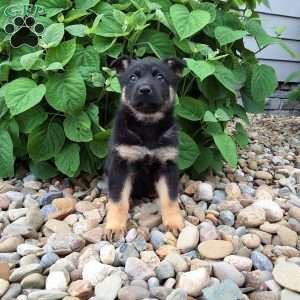 Phoebe, German Shepherd Puppy