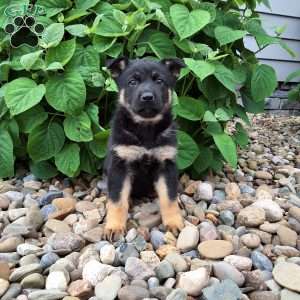 Phoebe, German Shepherd Puppy