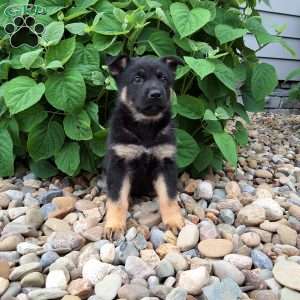 Phoebe, German Shepherd Puppy