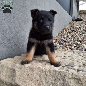 Sasha, German Shepherd Puppy