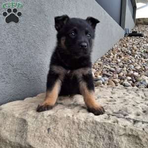 Sasha, German Shepherd Puppy