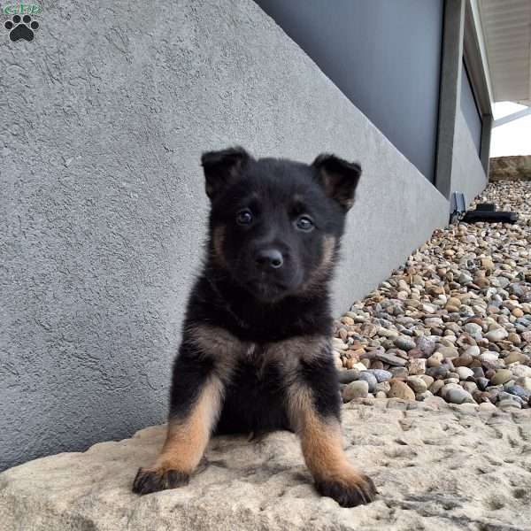 Sasha, German Shepherd Puppy