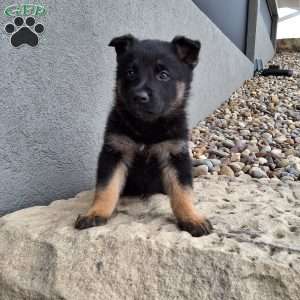 Sasha, German Shepherd Puppy