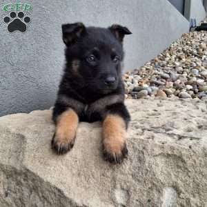 Sasha, German Shepherd Puppy