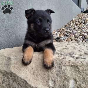 Sasha, German Shepherd Puppy