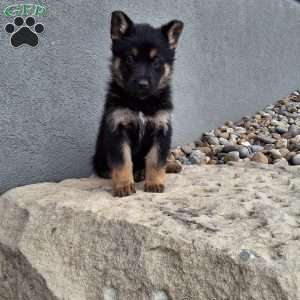 Skye, German Shepherd Puppy