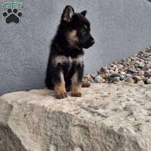 Skye, German Shepherd Puppy