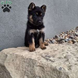Skye, German Shepherd Puppy
