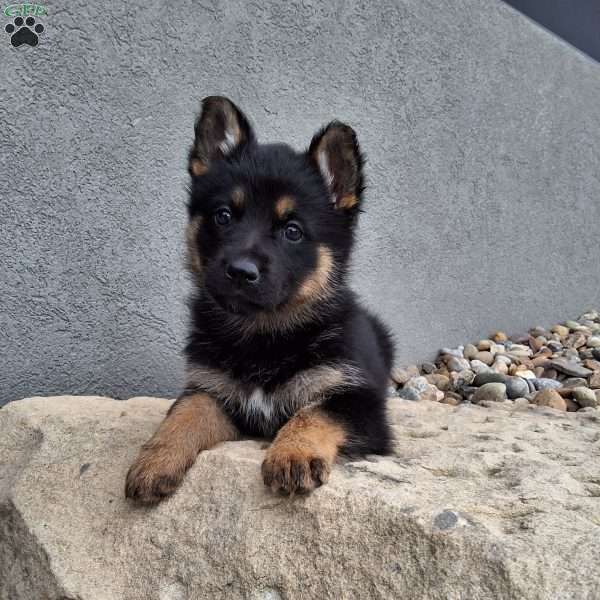 Skye, German Shepherd Puppy