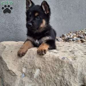 Skye, German Shepherd Puppy