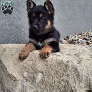 Skye, German Shepherd Puppy