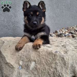 Skye, German Shepherd Puppy