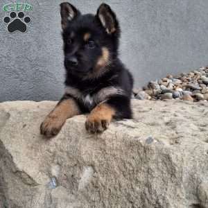 Skye, German Shepherd Puppy