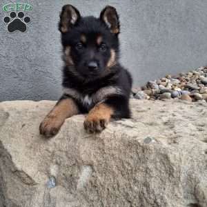 Skye, German Shepherd Puppy