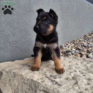 Nikki, German Shepherd Puppy