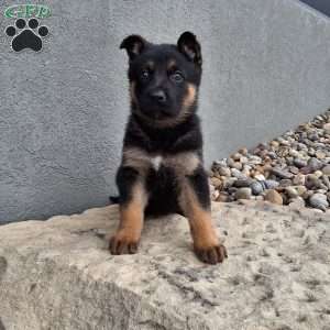 Nikki, German Shepherd Puppy