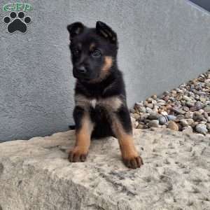 Nikki, German Shepherd Puppy