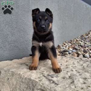 Nikki, German Shepherd Puppy