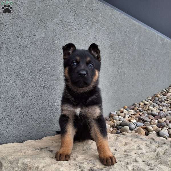 Nikki, German Shepherd Puppy