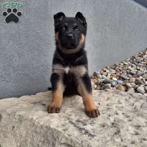 Nikki, German Shepherd Puppy