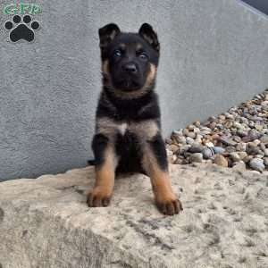 Nikki, German Shepherd Puppy