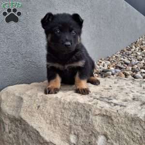 Maverick, German Shepherd Puppy