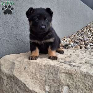 Maverick, German Shepherd Puppy
