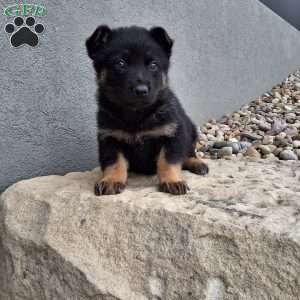 Maverick, German Shepherd Puppy